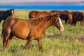 Wild horses grazing in a field at sunrise Royalty Free Stock Photo