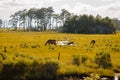 Wild horses grazing in a field in Virginia Royalty Free Stock Photo