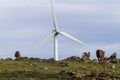 Wild horses grazing in front of the blades of a wind power turbine Royalty Free Stock Photo