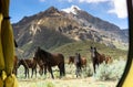 Wild horses grazing in front of a tent door at a campsite in the mountains of Peru