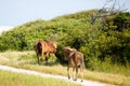 Wild horses grazing on grass off of path walking toward beach Royalty Free Stock Photo