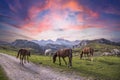 Wild horses grazing on the grass under the pink cloudy sky in Picos de Europa National Park