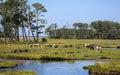 Wild horses in the wetland in Chincoteague National Wildlife Refuge, Assateague Island National Seashore, Chincoteague, Virginia Royalty Free Stock Photo