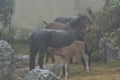 Wild horses grazing among the houses. Royalty Free Stock Photo