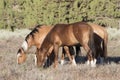 Wild Horses Grazing on a Lazy Day