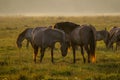 Wild horses grazing in the meadow on foggy summer morning