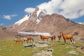 Wild horses grazing in the meadow of Mount Kazbek Royalty Free Stock Photo