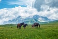 Wild horses grazing in mountain valley Royalty Free Stock Photo