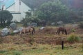 Wild horses grazing peacefully among the houses in the little village. Royalty Free Stock Photo