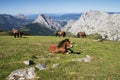 Wild horses grazing and resting on top of the mountain Royalty Free Stock Photo
