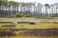 Wild horses grazing in the seaside wetland in Assateague Island National Seashore, Maryland, USA Royalty Free Stock Photo