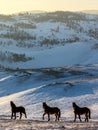 Wild horses grazing in the snow-covered steppe Tazheranskaya