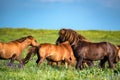 Wild horses grazing on summer meadow