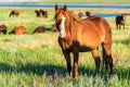 Wild horses grazing on summer meadow