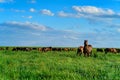 Wild horses grazing on summer meadow
