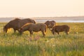 Wild horses grazing on summer meadow at sunset. Royalty Free Stock Photo