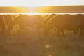 Wild horses grazing on summer meadow at sunset. Royalty Free Stock Photo