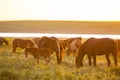 Wild horses grazing on summer meadow at sunset. Royalty Free Stock Photo