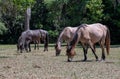 Wild horses grazing by a trail at Cumberland Island National Seashore. Royalty Free Stock Photo