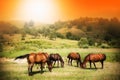 Wild horses on green field and sunny sky Royalty Free Stock Photo