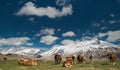 Wild horses Royalty Free Stock Photo