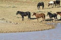 Wild Horses after They Have Quenched Their Thirst Royalty Free Stock Photo