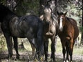 Wild Horses Heber Arizona September 2022 Royalty Free Stock Photo