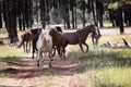 Wild Horses Heber Arizona September 2022 Royalty Free Stock Photo