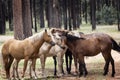 Wild Horses Heber Arizona September 2022 Royalty Free Stock Photo