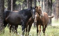Wild Horses Heber Arizona September 2022 Royalty Free Stock Photo