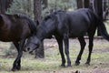 Wild Horses Heber Arizona September 2022 Royalty Free Stock Photo