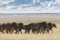 Herd of wild horses in the Mongolian steppe