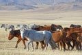 Wild horses running in the Mongolian steppe Royalty Free Stock Photo