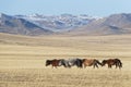Wild horses herd in the steppe with white mountains Royalty Free Stock Photo