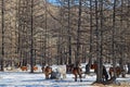 Wild horses herd in the forest Royalty Free Stock Photo