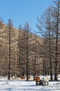 Wild horses in the snow of the Mongolian forests Royalty Free Stock Photo