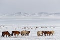 Wild horses herd in the snow of steppe Royalty Free Stock Photo