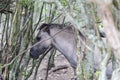 wild horses hide in the forest Royalty Free Stock Photo