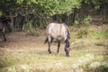 wild horses hide in the forest Royalty Free Stock Photo
