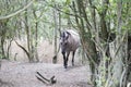 wild horses hide in the forest Royalty Free Stock Photo