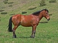 Wild horses in the mountains.