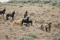 Wild horses on hillside Royalty Free Stock Photo