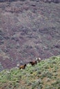 Wild horses on hillside Royalty Free Stock Photo