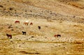 Wild Horses on Hillside Royalty Free Stock Photo