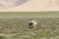 Wild horses at Himalaya mountains. Leh, Ladakh. India Royalty Free Stock Photo