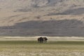 Wild horses at Himalaya mountains. Leh, Ladakh. India Royalty Free Stock Photo