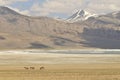 Wild horses at Himalaya mountains. Leh, Ladakh. India Royalty Free Stock Photo