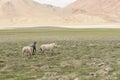 Wild horses at Himalaya mountains. Leh, Ladakh. India Royalty Free Stock Photo