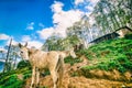 Wild horses in Himalaya, Nepal Royalty Free Stock Photo