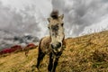Wild horses in Himalaya, Nepal Royalty Free Stock Photo